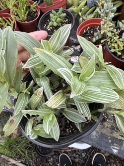 Tradescantia