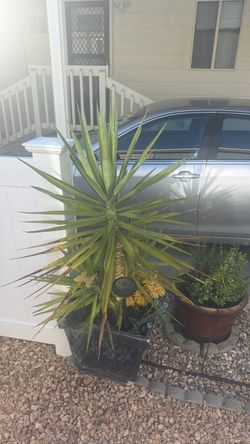 Potted Yucca Plant in Black Planter