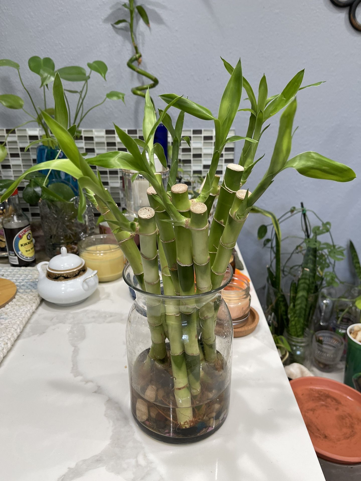 Lucky Bamboo Plants, 12 Inches Tall, $4 Each