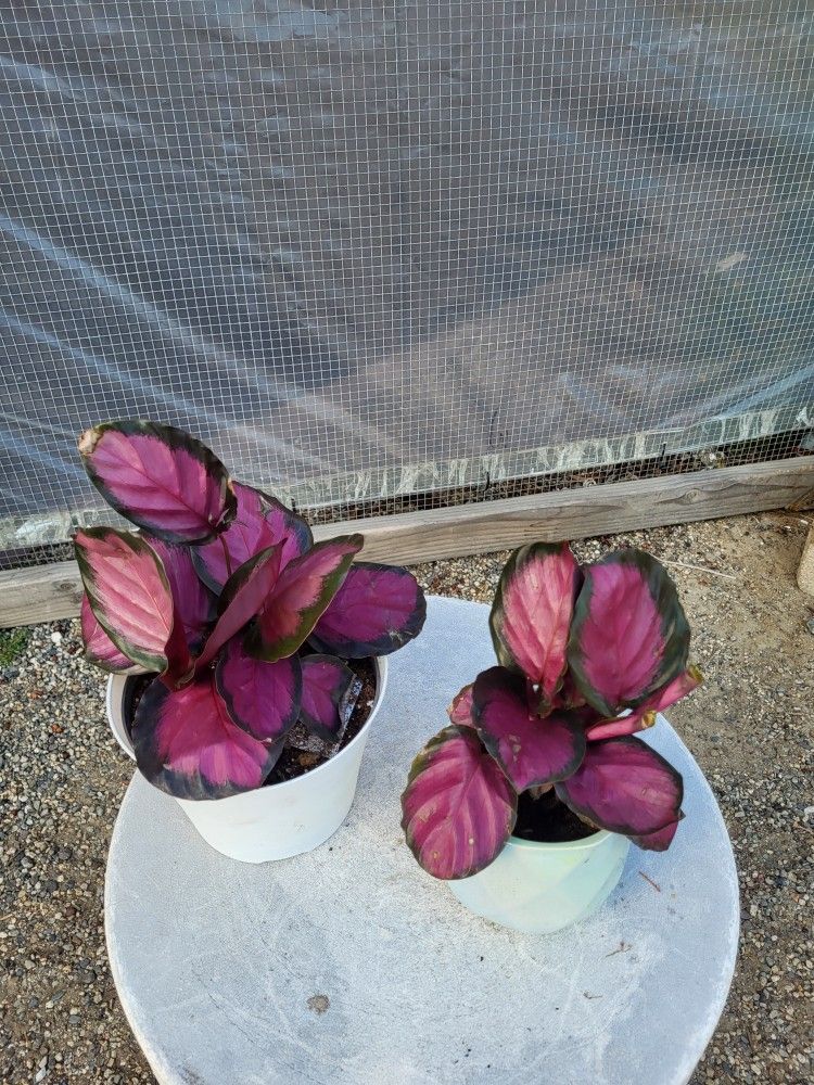 Calathea Plant 4" Pot $5 Each