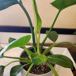 Live And Healthy Philodendron Plant