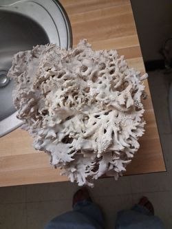 Large piece of genuine coral