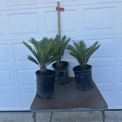 Plants 