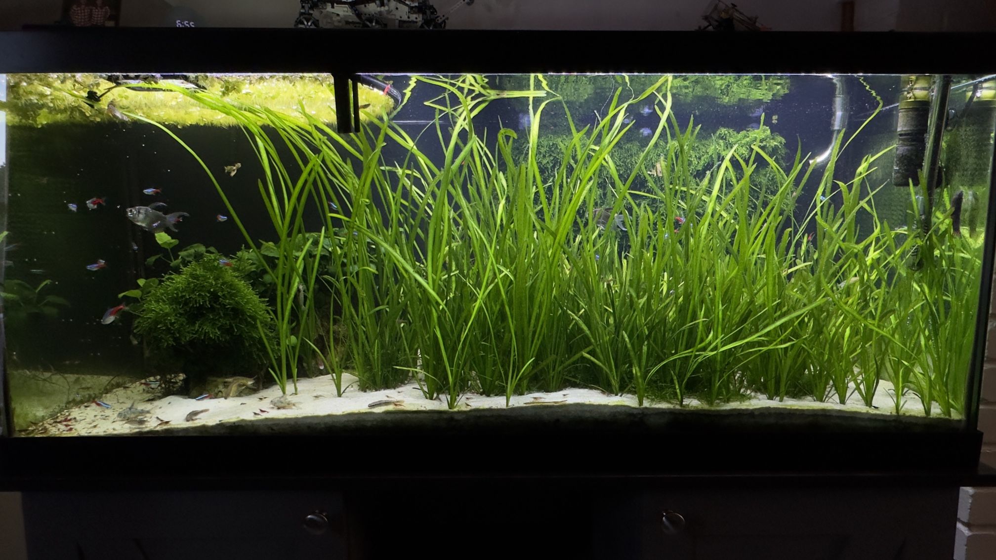 75G Tank W/everything