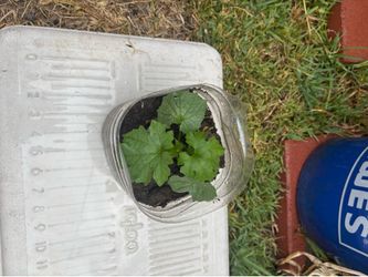 Bitter Melon ( Ayurvedic  Medicinal vegetable vine plant)