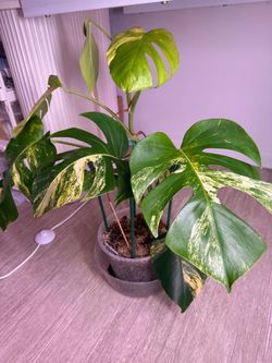 Monstera Aurea #1 Plant - 8inch