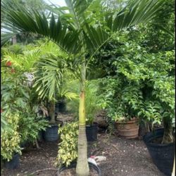 Plants For Sale From 7 To 25 Gal Clusias, Palm Trees, Bougainvilleas And Robelinis 