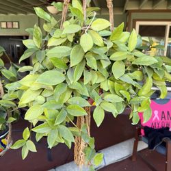 Cuttings From Hoya Plants $1.00 Per Cutting 