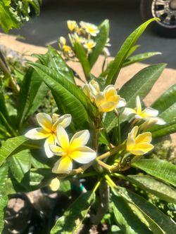 White plumeria