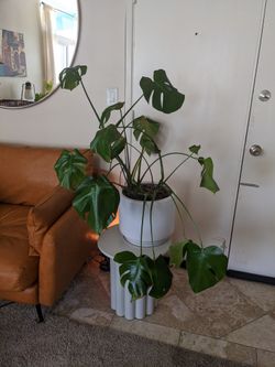 Monstera Plant With Large 13" Pot
