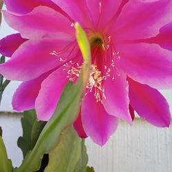 Epiphyllum Cactus 