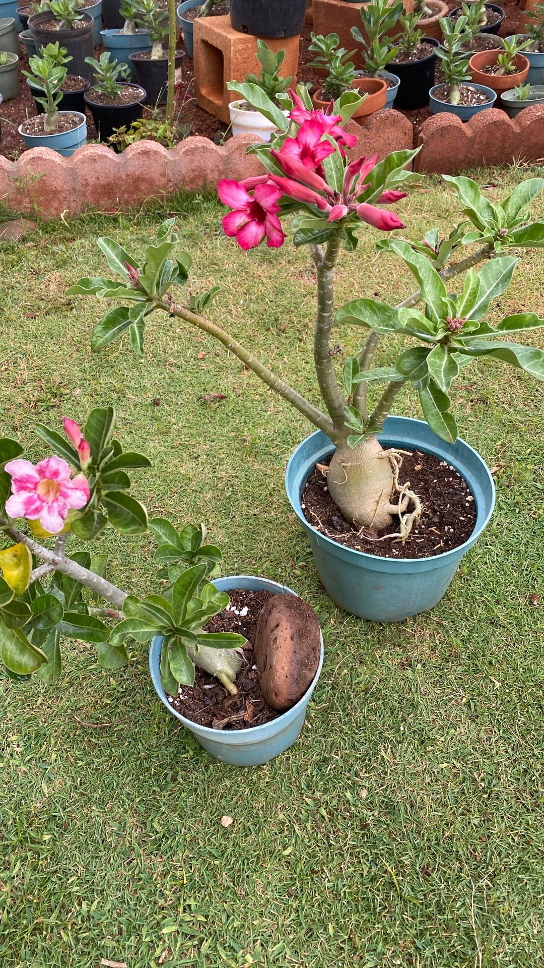 Desert Rose