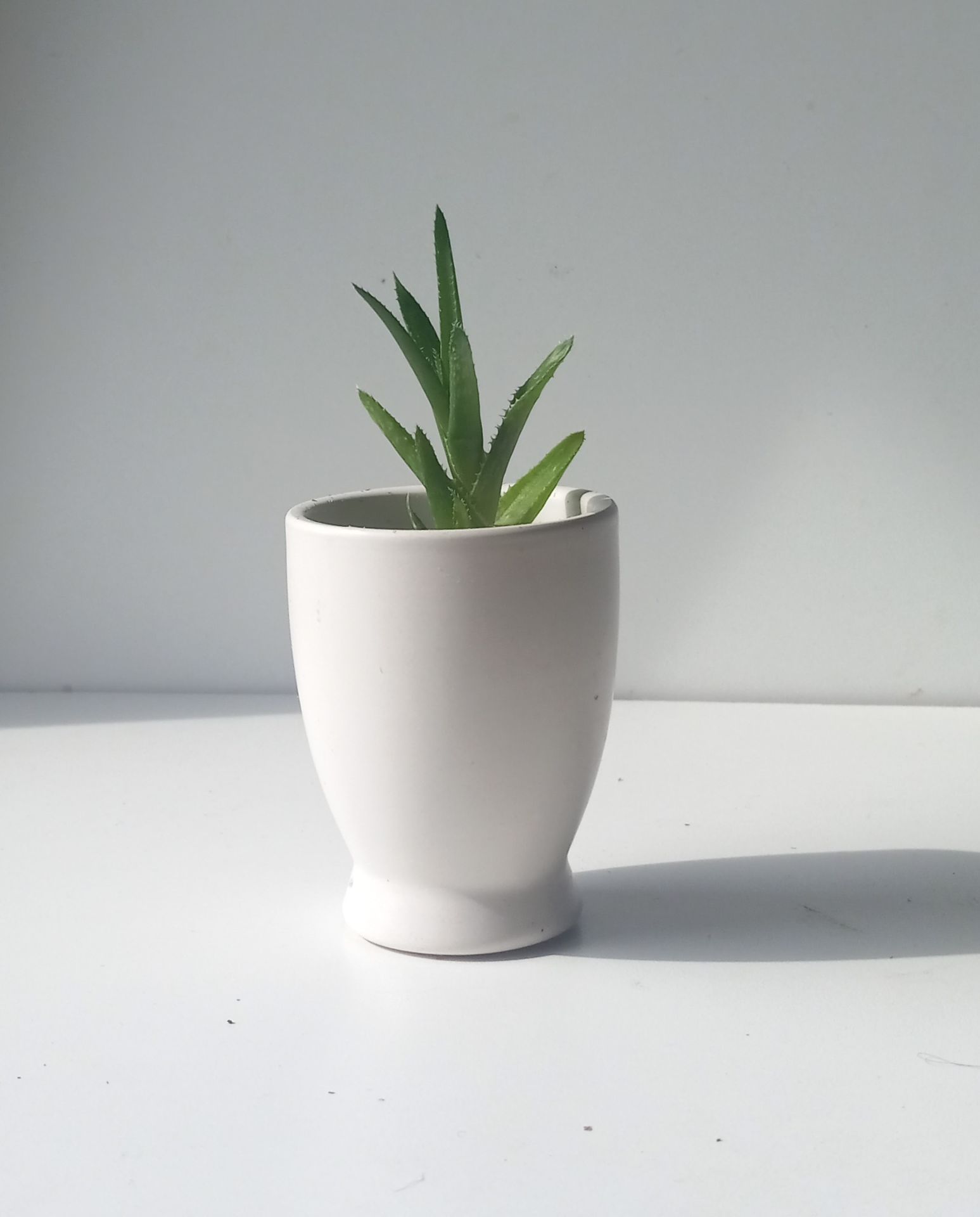 Variegated Haworthia Succulent Plant/ Indoor Plant/ House Plant Flower Patio Garden