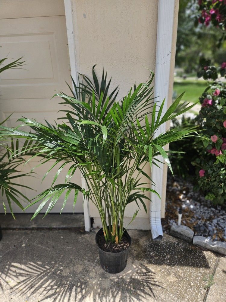 Cat Palm