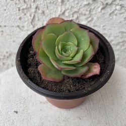 3 Inch Pot Succulent Plant - Aeonium Haworthii Variegata - Kiwi Verde Variegated - Rooted & Established - Drought Resistant 🪴