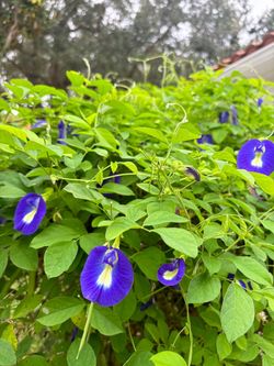 Butterfly pea seedlings $2.00 EACH OR 3 for $5.00 CASH ONLY Pick up : DELRAY BEACH