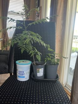 Indian curry plant (sweet neem or curry limro)