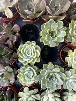 2” Succulents 
