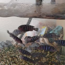 Fish Tank 