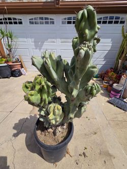 Desert Plant