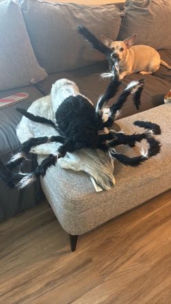 Spider animatronic