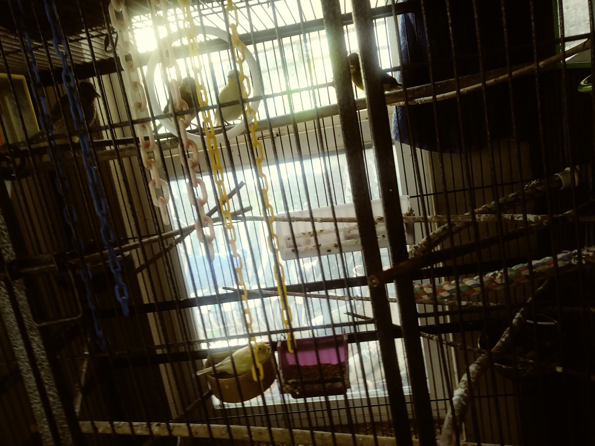 Bird Cages