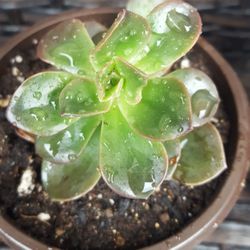 Echeveria Melaco Succulent Plant