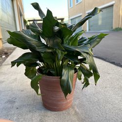 Medium And Large Plants In Pots For Sale 