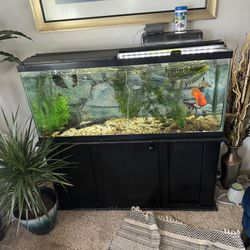Fish Tank And Pedestals