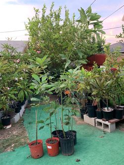 Avocado trees