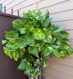 10” hawaiian pothos XL