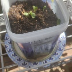 Baby Watermelon Plant