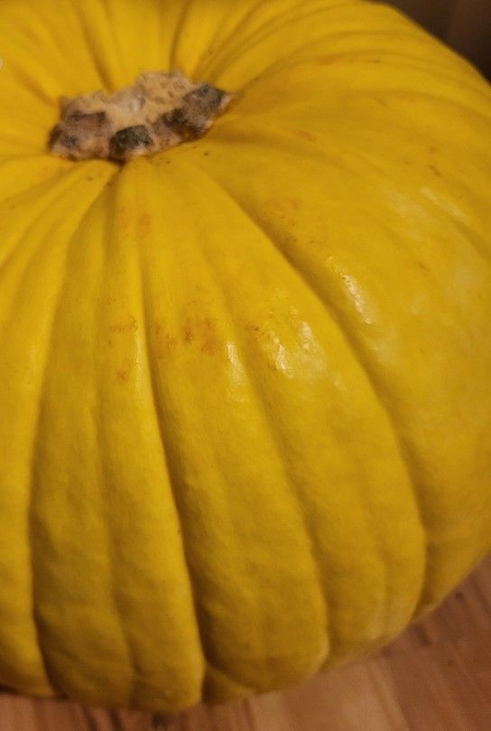 Rare Mellow Yellow Pumpkin Seeds And Plants Available Now For Sale In rare-mellow-yellow-pumpkin-seeds-and-plants-available-now-for-sale-in