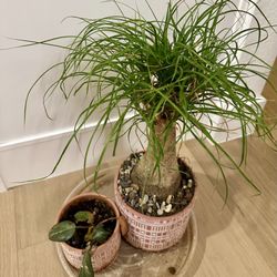 Plant Bundle! 🪴 ✨