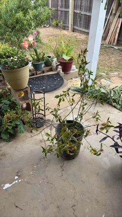 Muicle plant