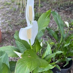 Blooming Lilies in The Pots For Sale $15