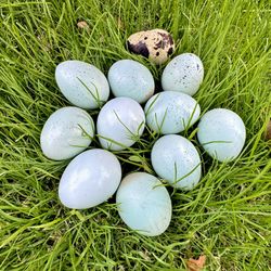 FERTILIZED 12 Caledon Coturnix Quail Eggs (Blue)