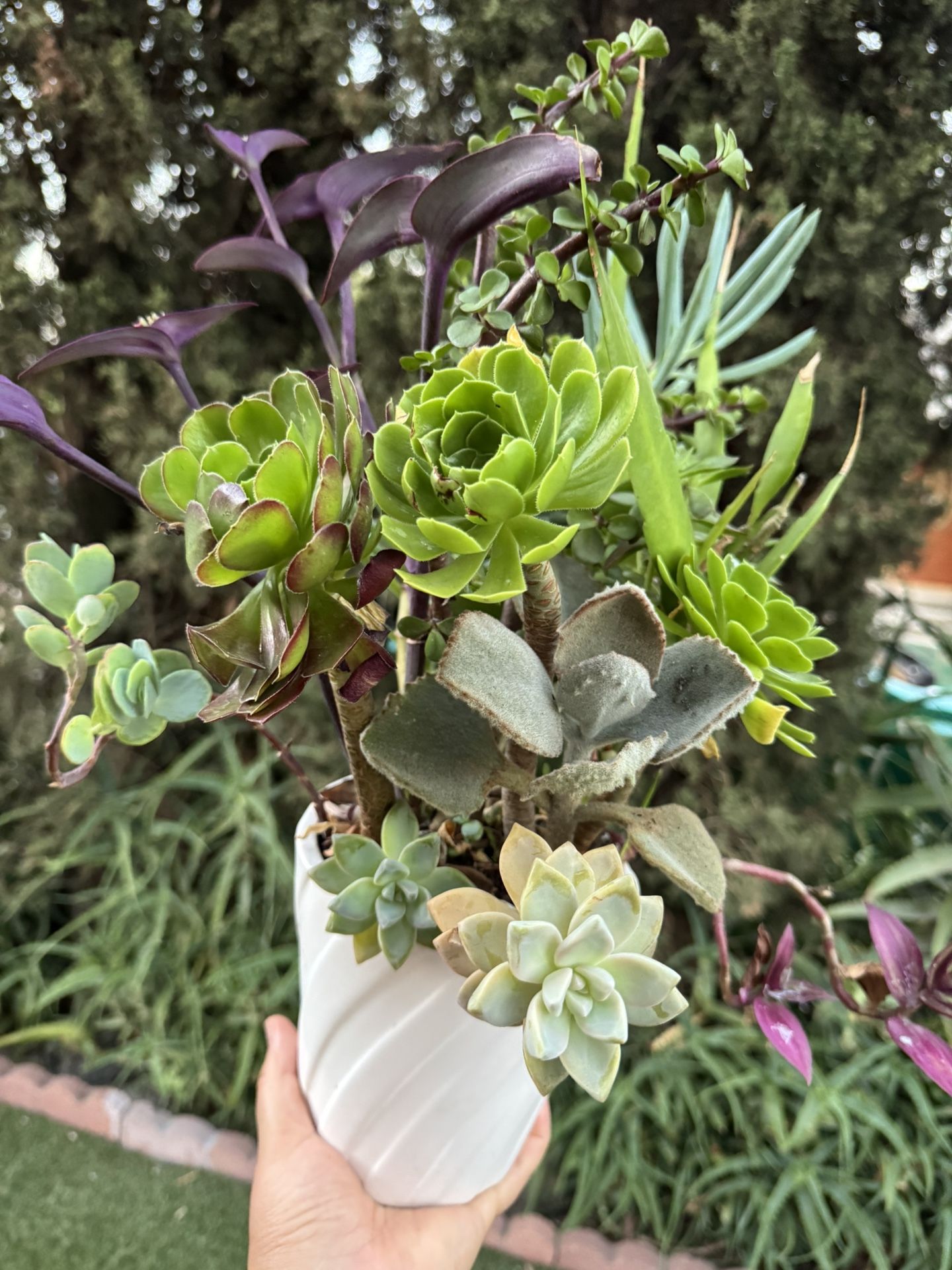 Very Pretty Succulents