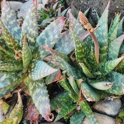 Aloe Plants