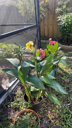 Canna Lily 2