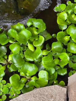 Pond plants water hyacinth and lettuce