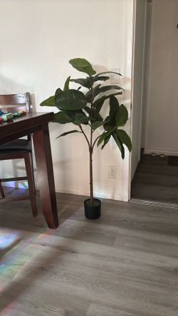 Decorative plant