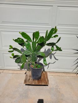 Pickle pair cactus