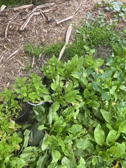 Herb Mints - Sour Sore 