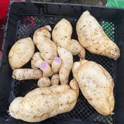 Okinawa Hawaiian Sweet Potato Plants 