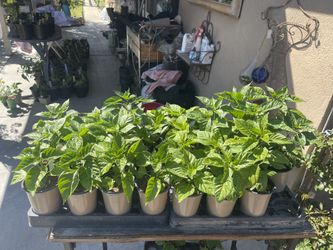 $10 Superhot Chili Plant Specials