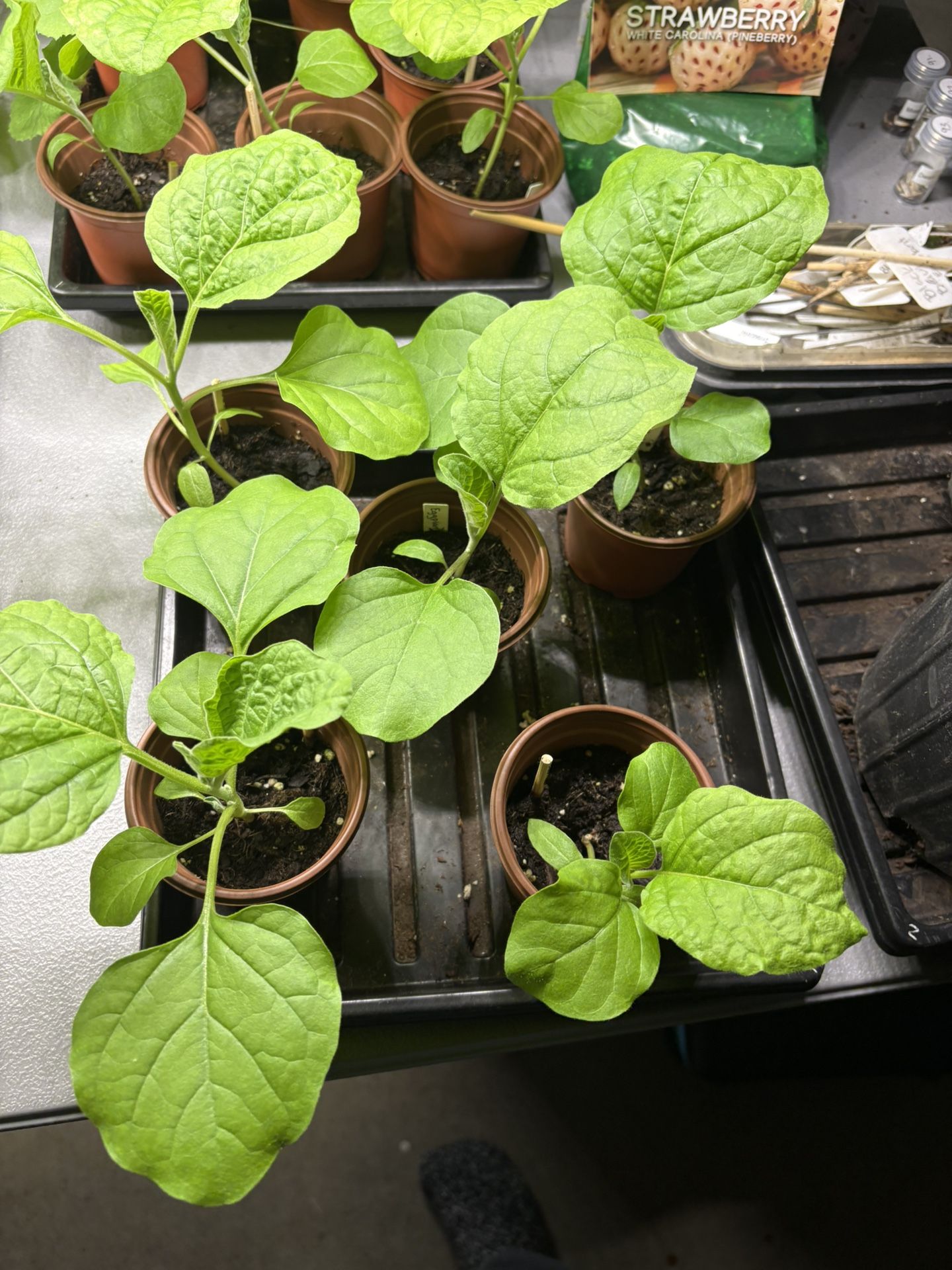 Eggplants