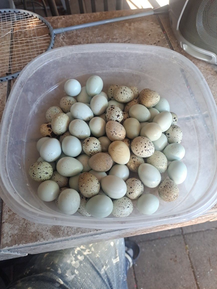 Coturnix Eggs