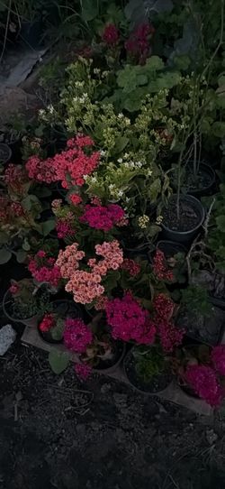 Kalanchoe