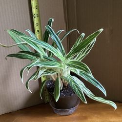 Bamboo Aglaonema Houseplant for Sale in York, ME - OfferUp